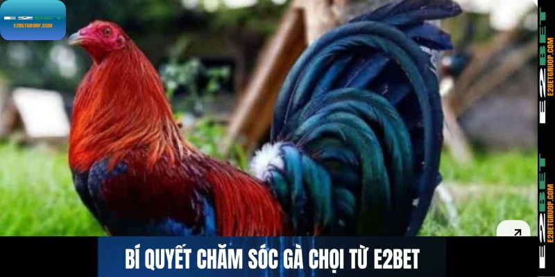 Bí quyết chăm sóc gà chọi từ E2BET