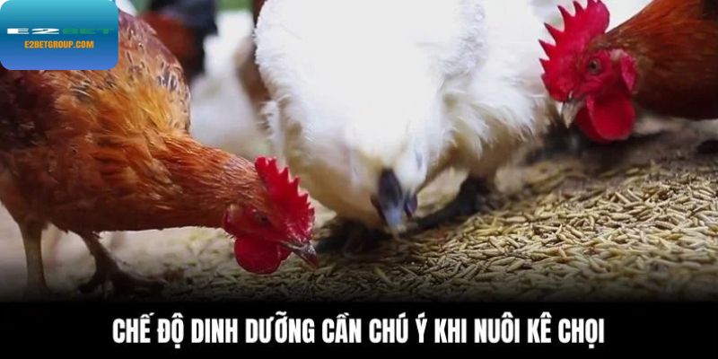 Chế độ dinh dưỡng cần chú ý khi nuôi kê chọi