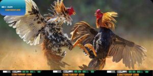 Đá gà cựa đòn