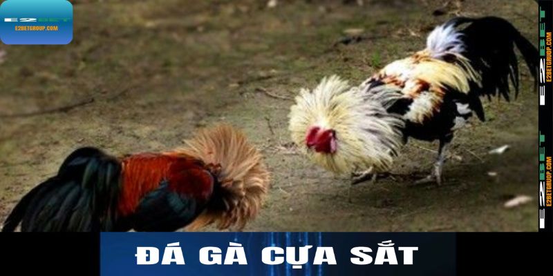 Đá gà cựa sắt