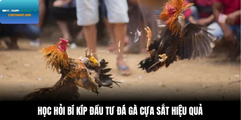 Học hỏi bí kíp đầu tư đá gà cựa sắt hiệu quả
