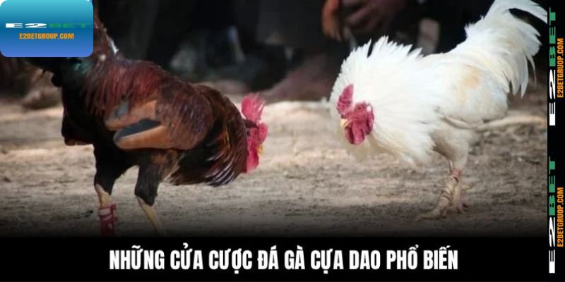 Những cửa cược phổ biến về đá gà cựa dao hiện nay