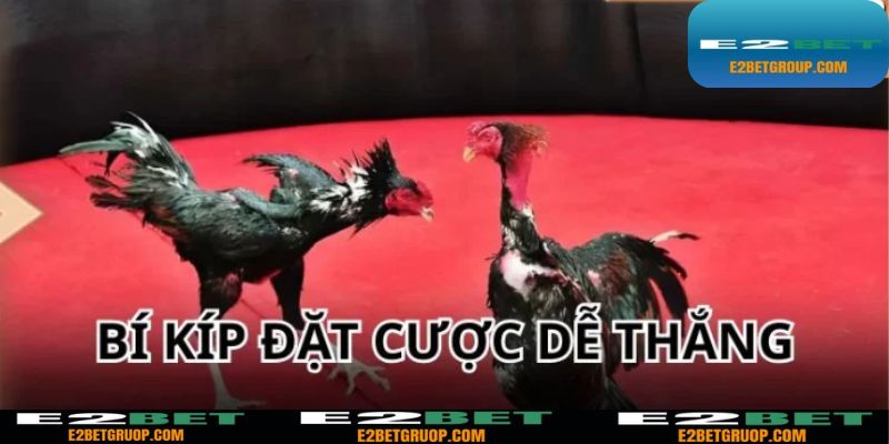 Chia sẻ một số bí thuật chơi chọi kê hiệu quả