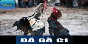 Đá gà C1