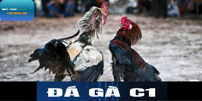 Đá gà C1
