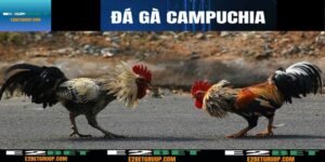 Đá gà Campuchia