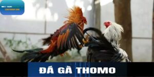 Đá gà Thomo tại E2BET