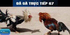 Đá gà trực tiếp 67