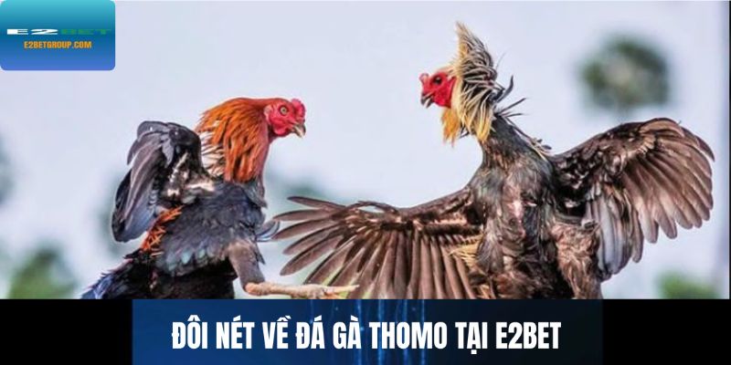 Đôi điều về đá gà Thomo tại E2BET