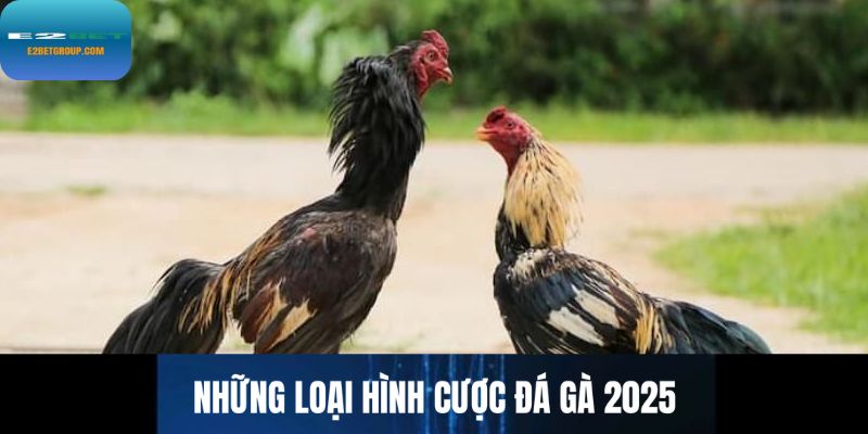 Những loại hình cược đá gà Thomo năm 2025