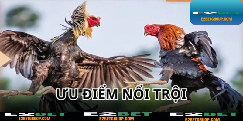 Nhiều ưu điểm vượt trội tại chọi kê 67