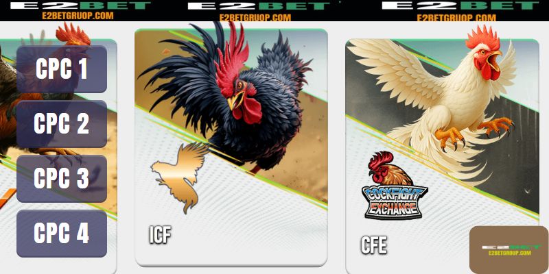 Đá gà độc quyền, cược ngay thắng lớn cùng E2BET